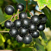 Muscadine Grapes