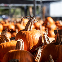 Pumpkins